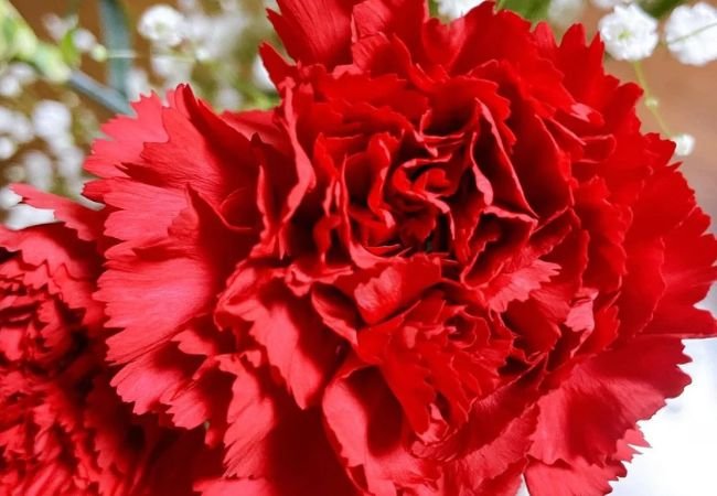 Carnations : A Guide to America’s Favorite Flower