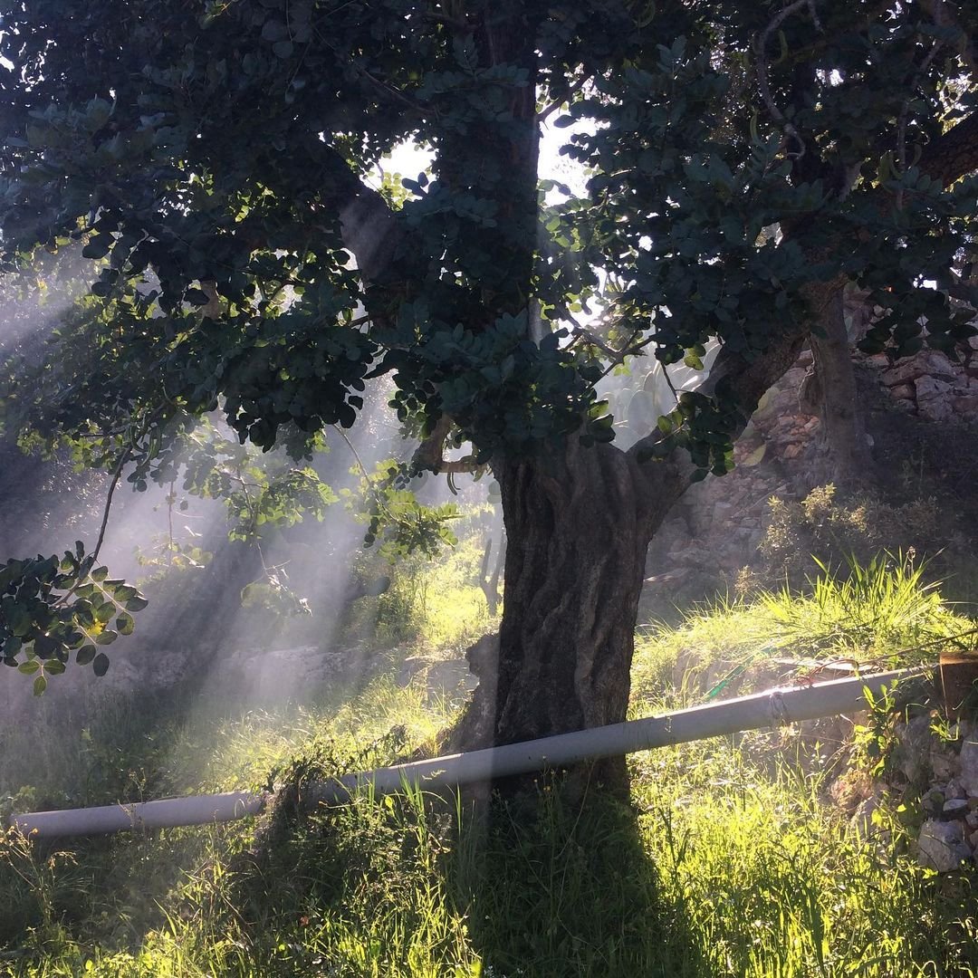 Sunlight filtering through the leaves of a Carob Tree.