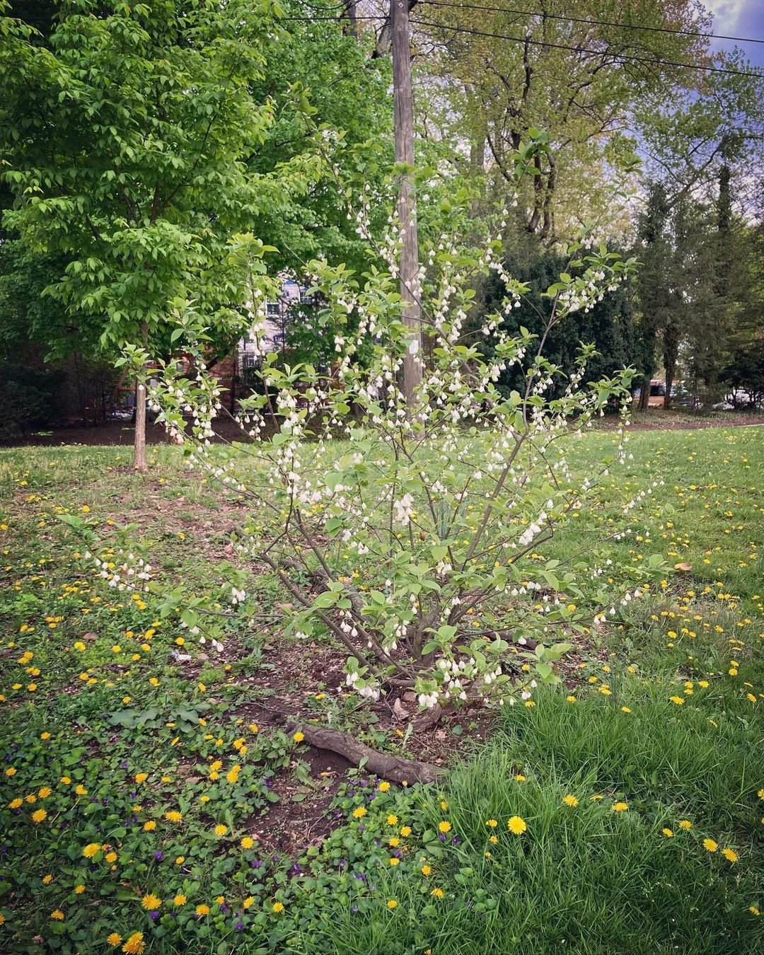 Carolina Silverbell Tree with pink flowers in green grass.