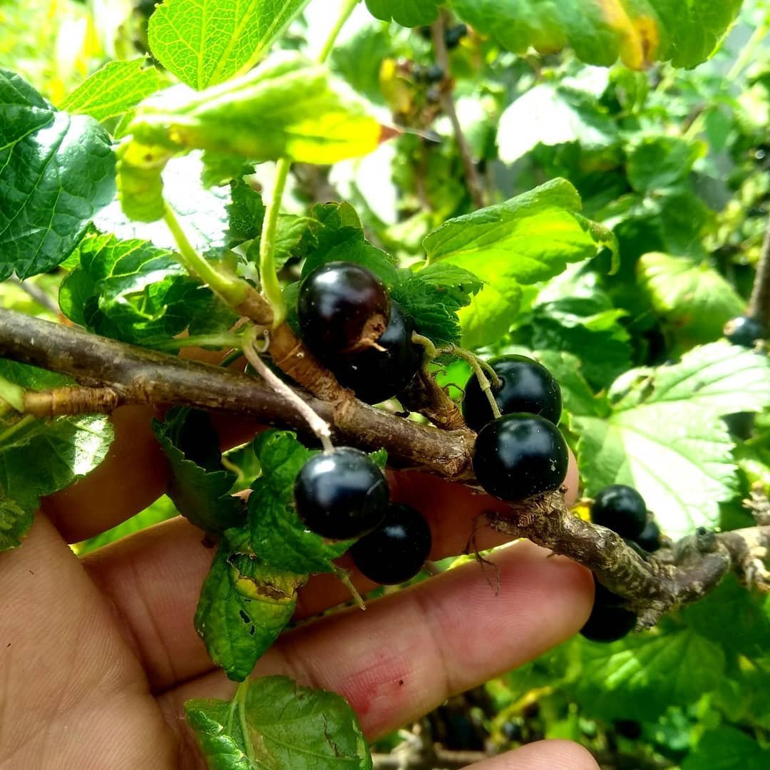 A hand holding a bunch of black berries on a tree.