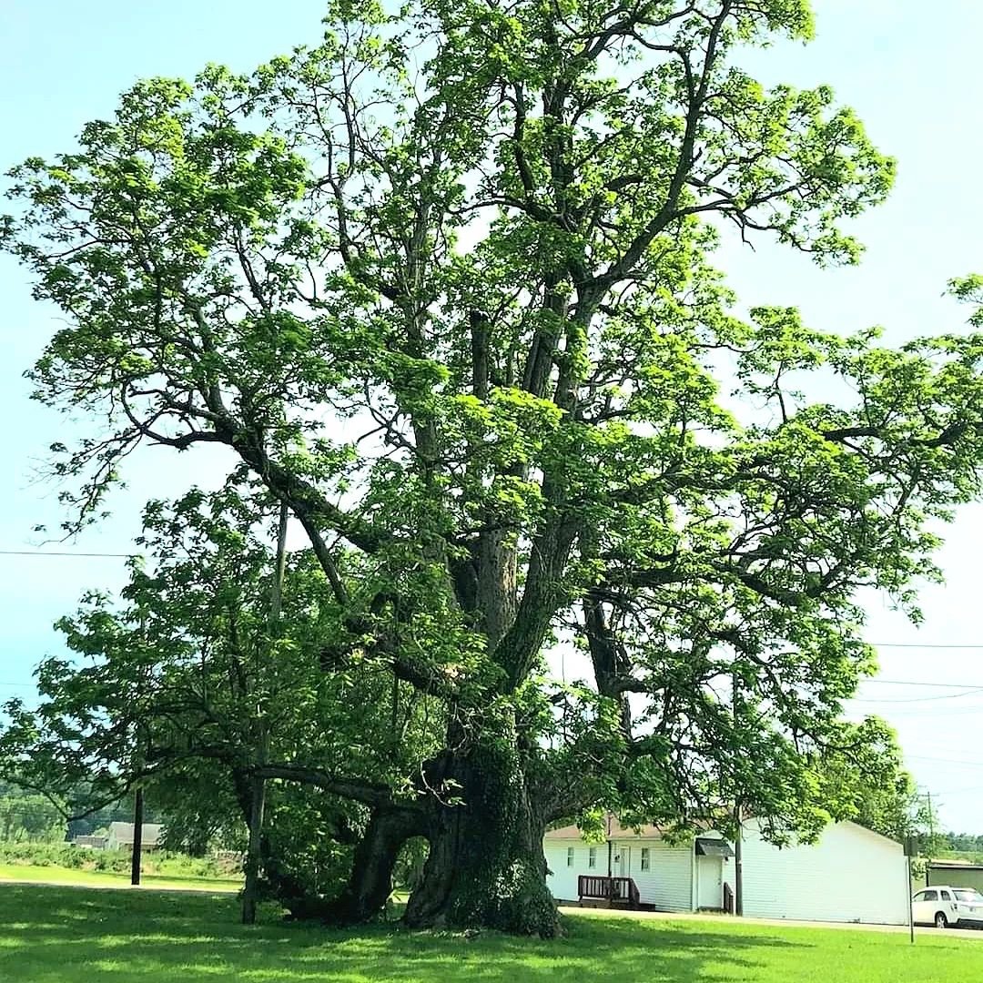 A Catalpa Tree standing tall in a vast field.