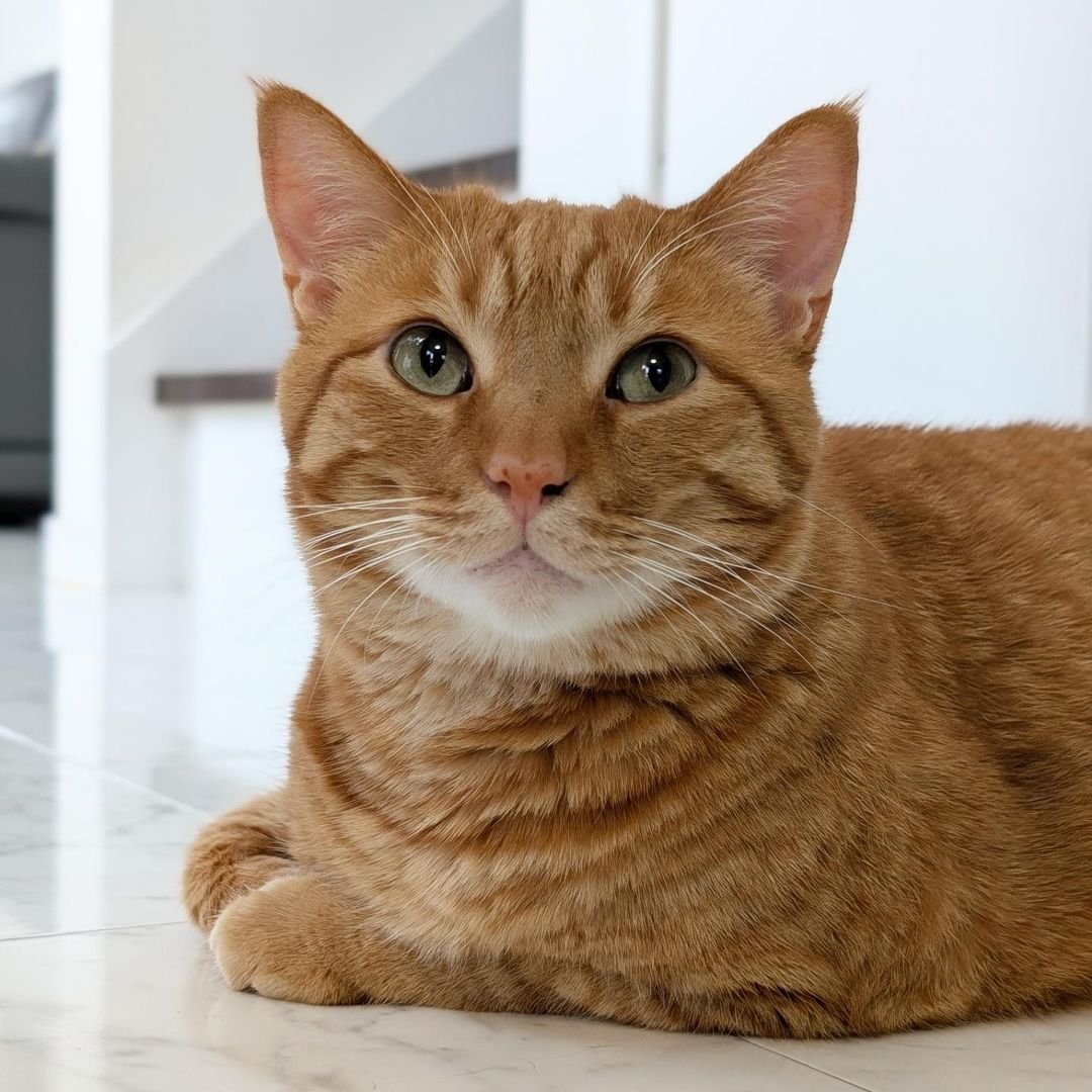  A cat with orange fur resting on a white surface.