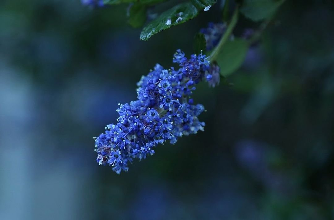 Close-up shot of a beautiful blue Ceanothus flower surrounded by lush green leaves.