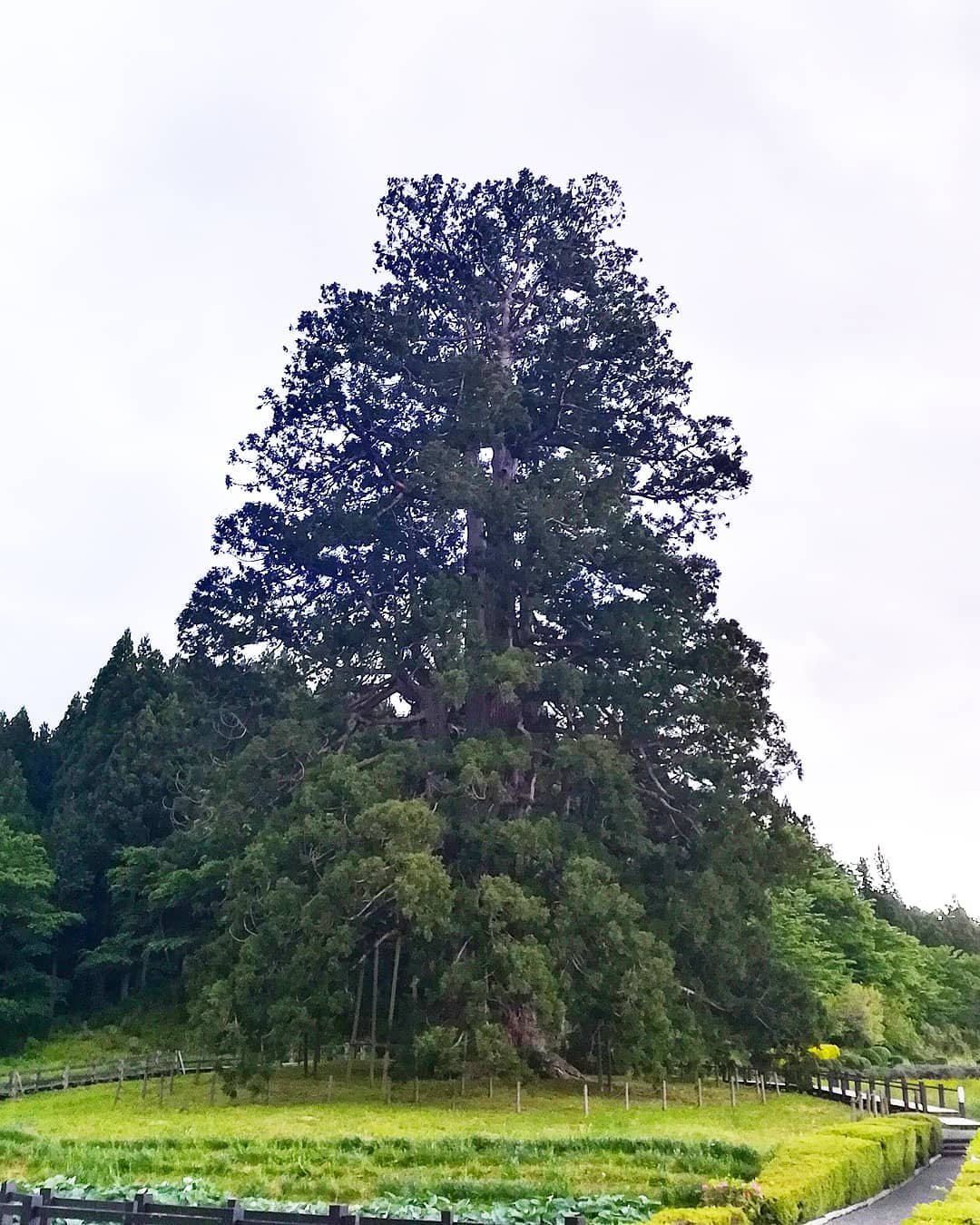 Majestic Cedar Tree, the largest in the world, towering over the forest with its impressive size and grandeur.