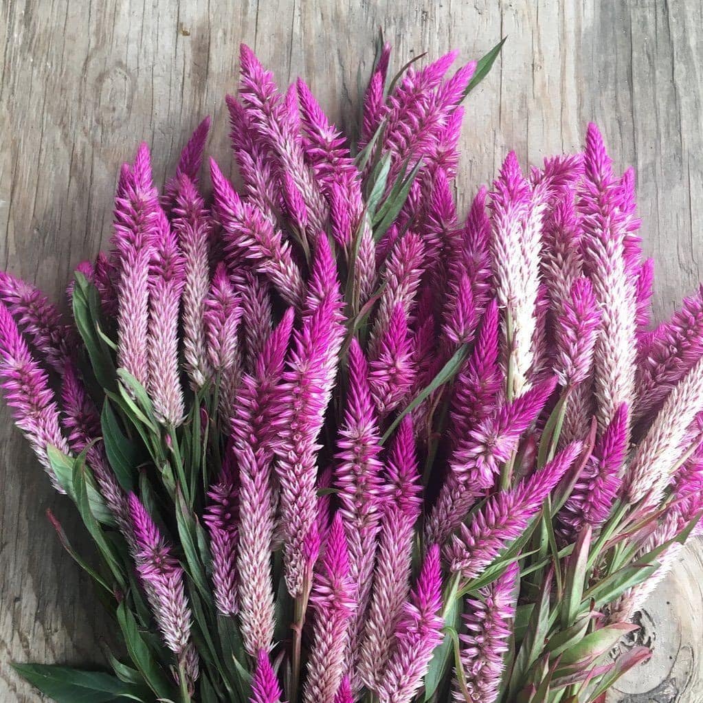 A bunch of purple Celosia flowers displayed on a wooden table.