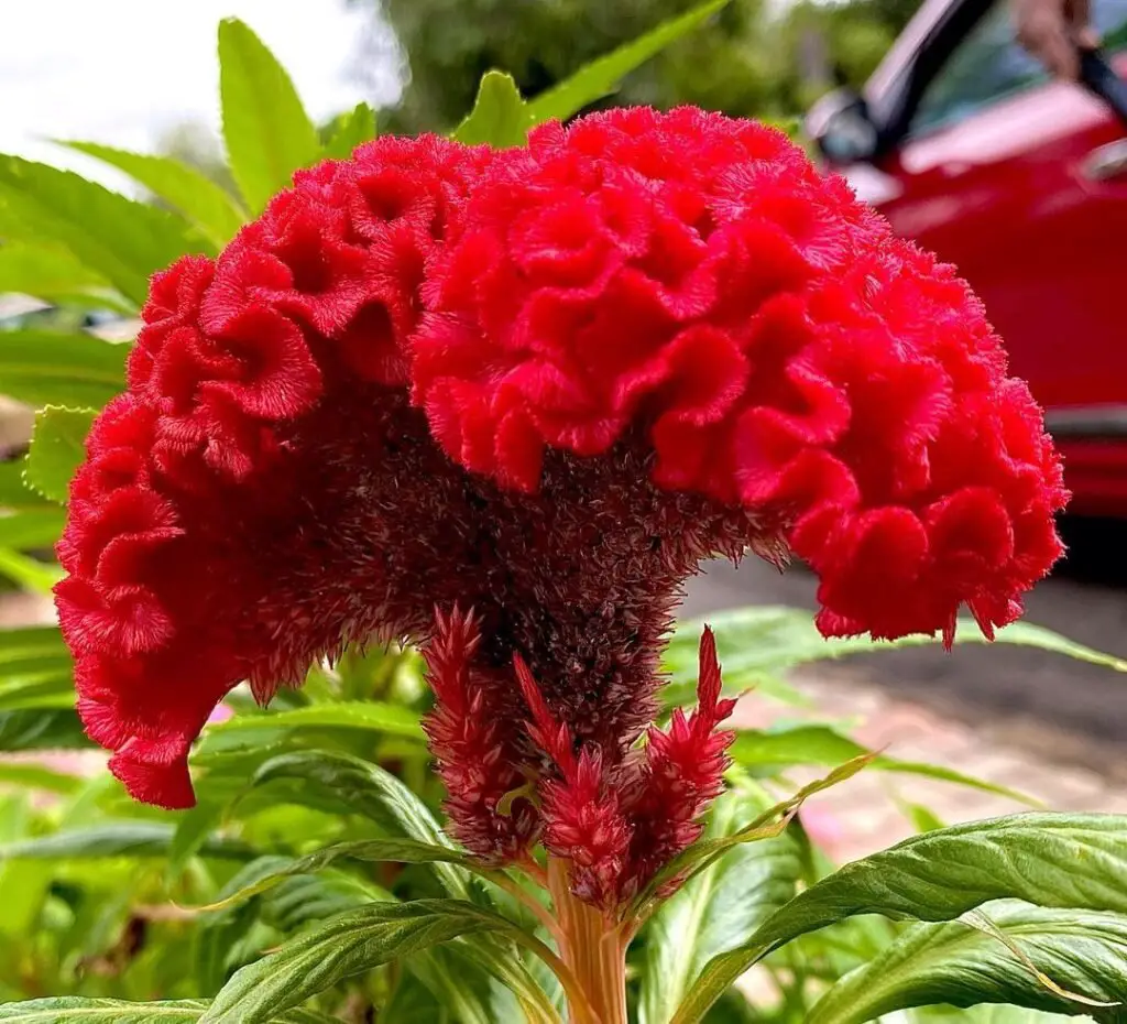 Red Celosia flower with red car in background.