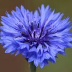 Centaurea Flowers : A Comprehensive Guide for USA Gardeners