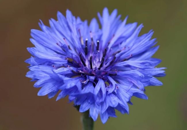 Centaurea Flowers : A Comprehensive Guide for USA Gardeners