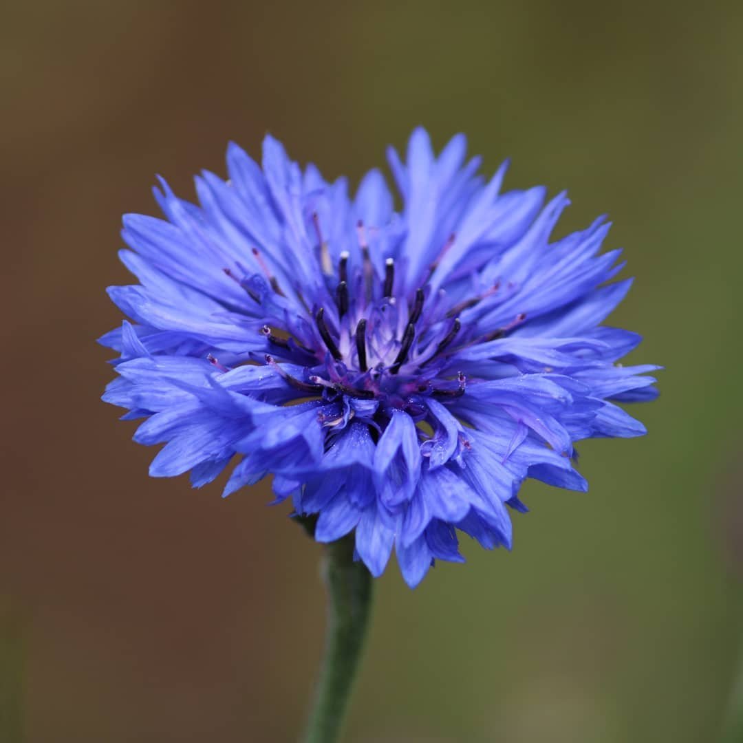 Blue Centaurea flower against green background.