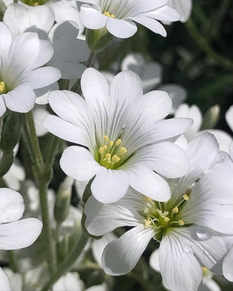 White Cerastium flowers with green leaves.