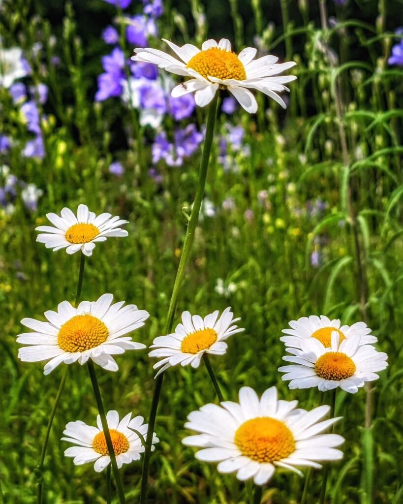 Tranquil scene of chamomile daisies growing in the meadow