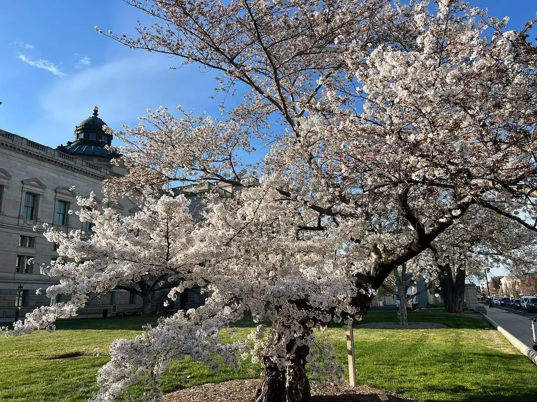 Cherry tree in full bloom in front of the Capitol building.