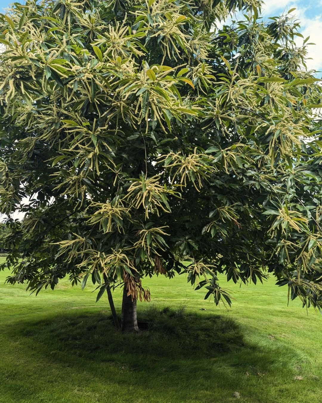 A majestic Chestnut Tree with abundant leaves.