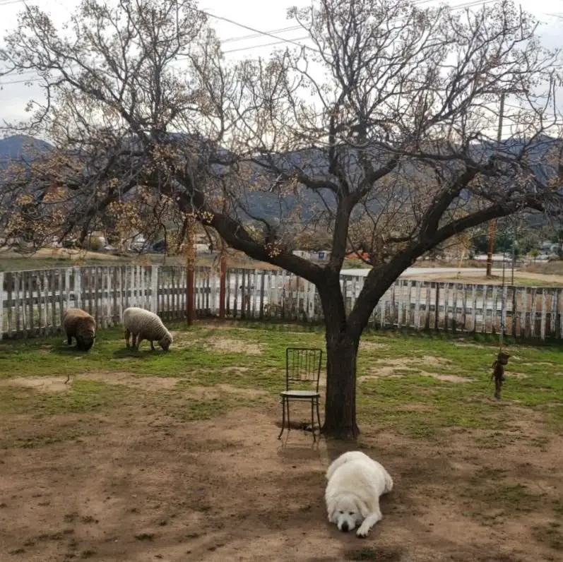 A sheep peacefully sleeping under a Chinaberry Tree in a yard.