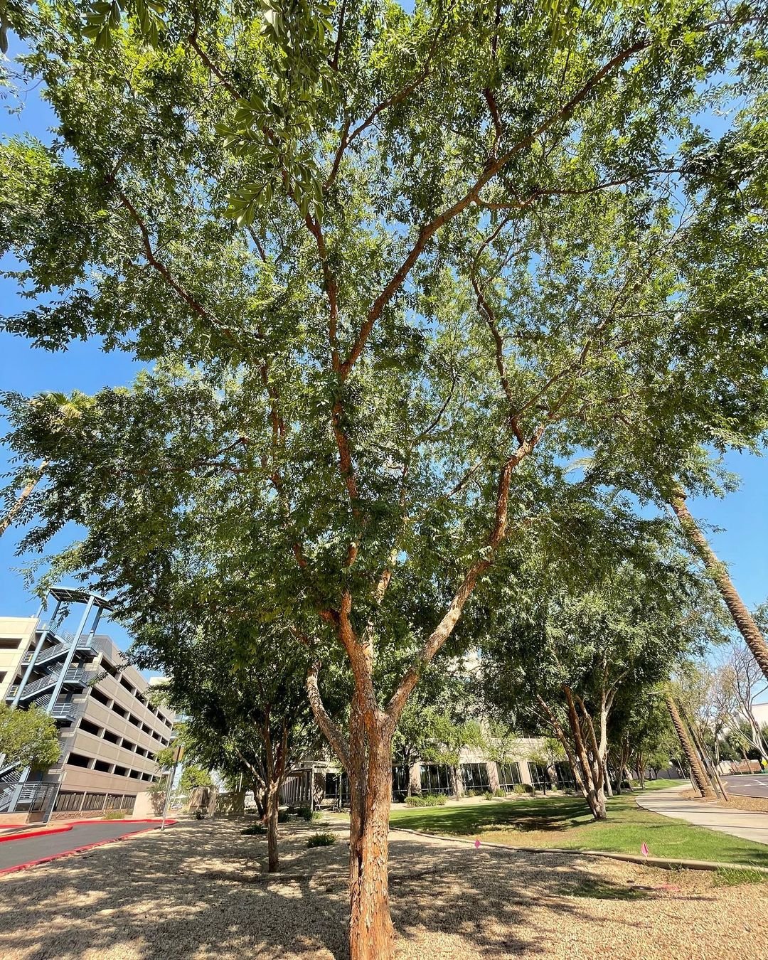 Chinese Elm Tree in a park with a building in the background.