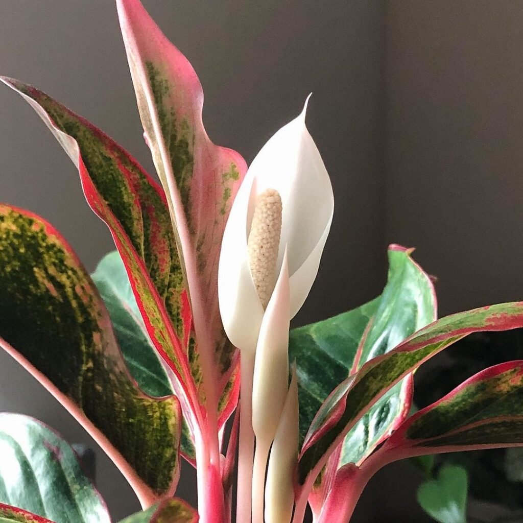 Chinese Evergreen (Aglaonema) featuring white flower and vibrant green leaves.