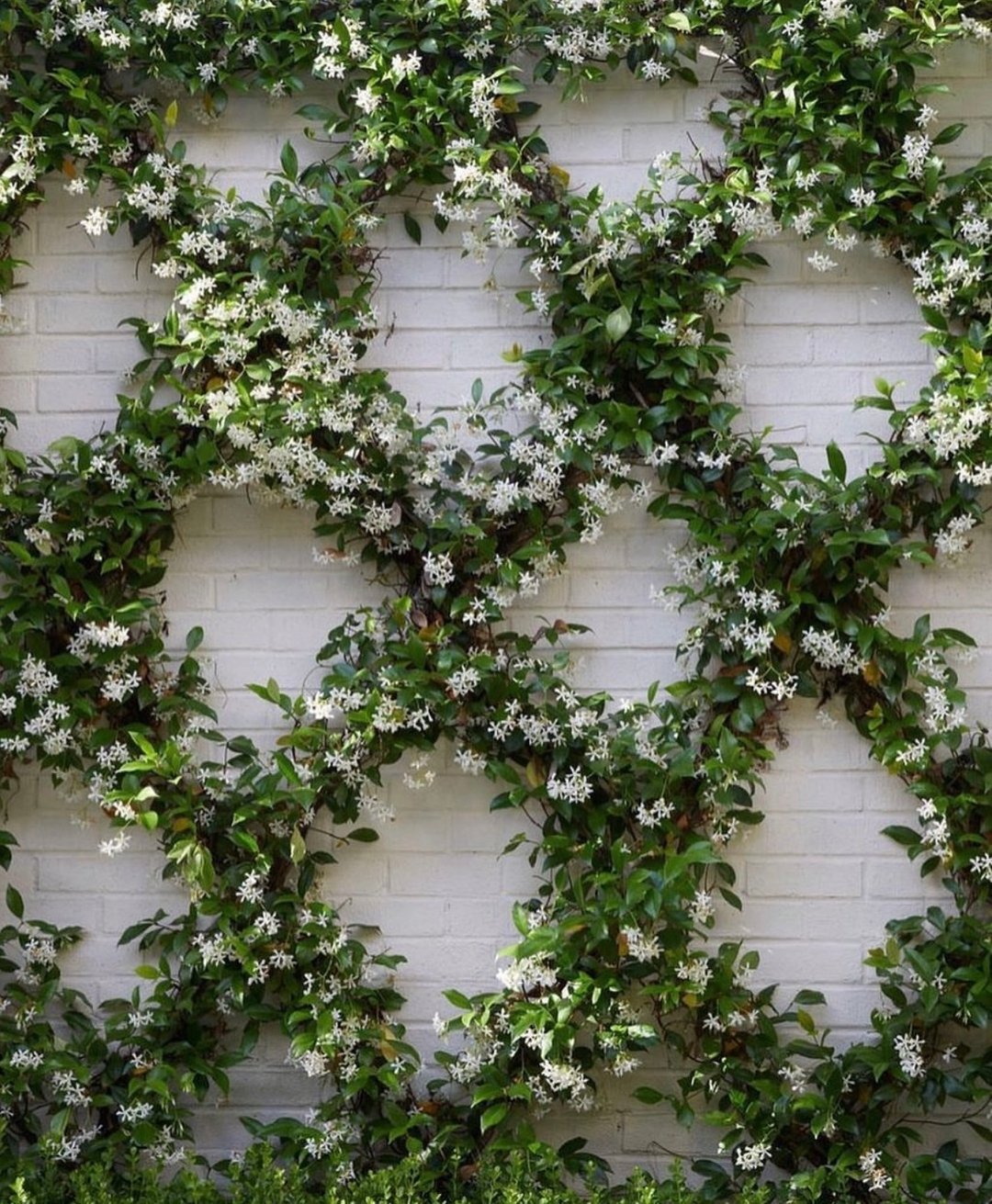 White brick wall covered in Chinese Star Jasmine flowers.