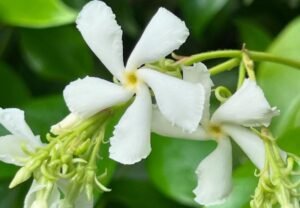 Chinese Star Jasmine: A Fragrant Gem for Your Garden