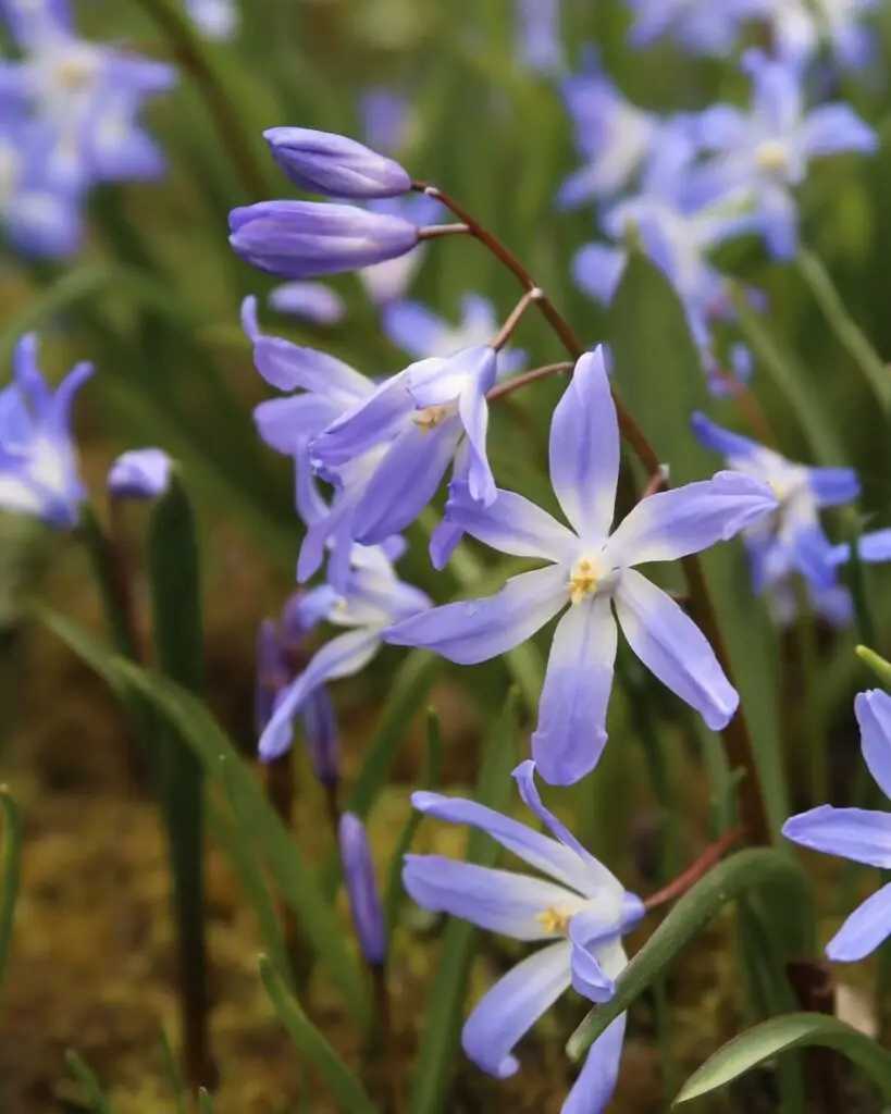 Blue flowers with white centers, known as Chionodoxa