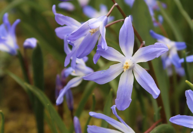 Chionodoxa: The Tiny Blue Stars of Early Spring