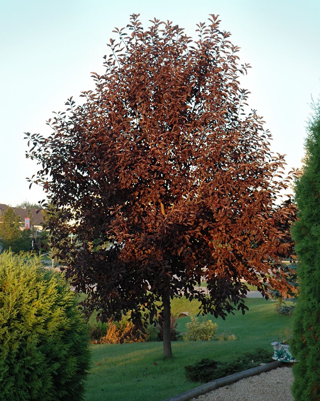 A Chokecherry Tree with a single red leaf.