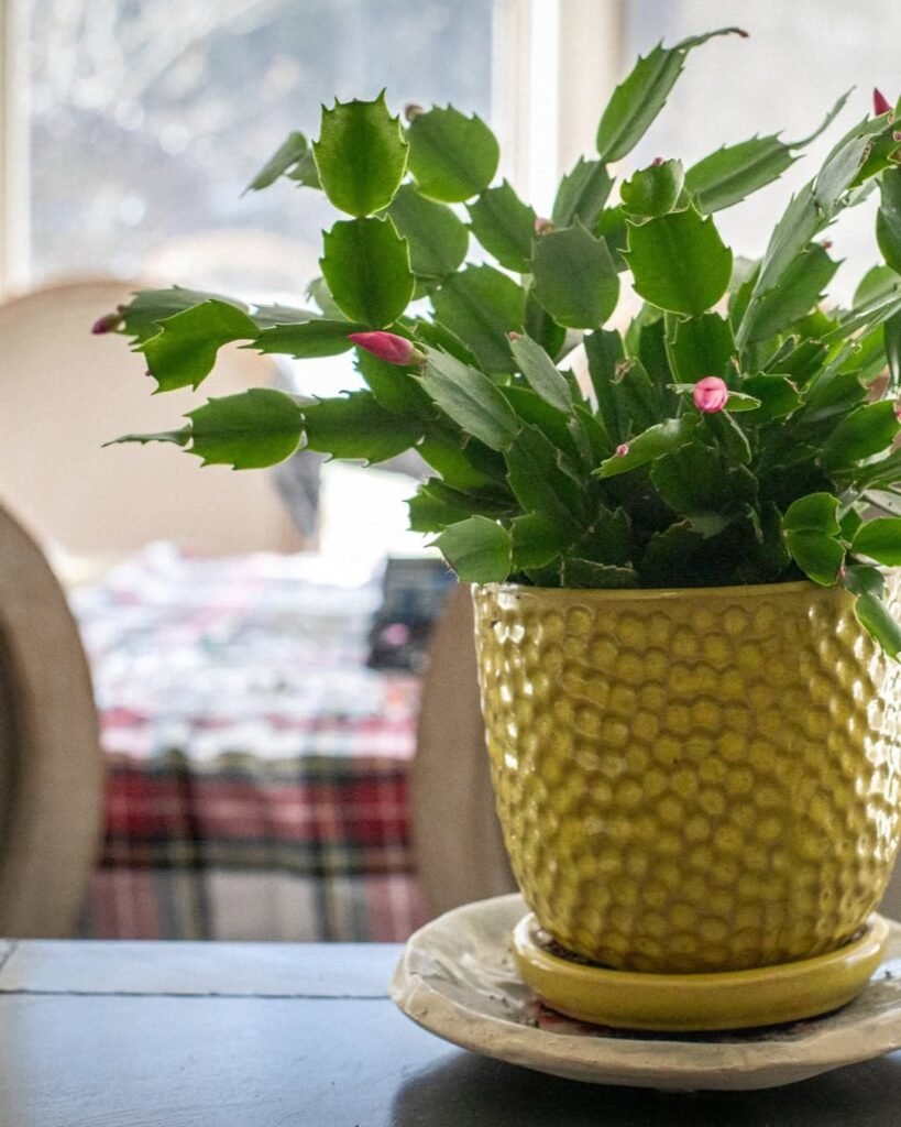 Christmas cactus