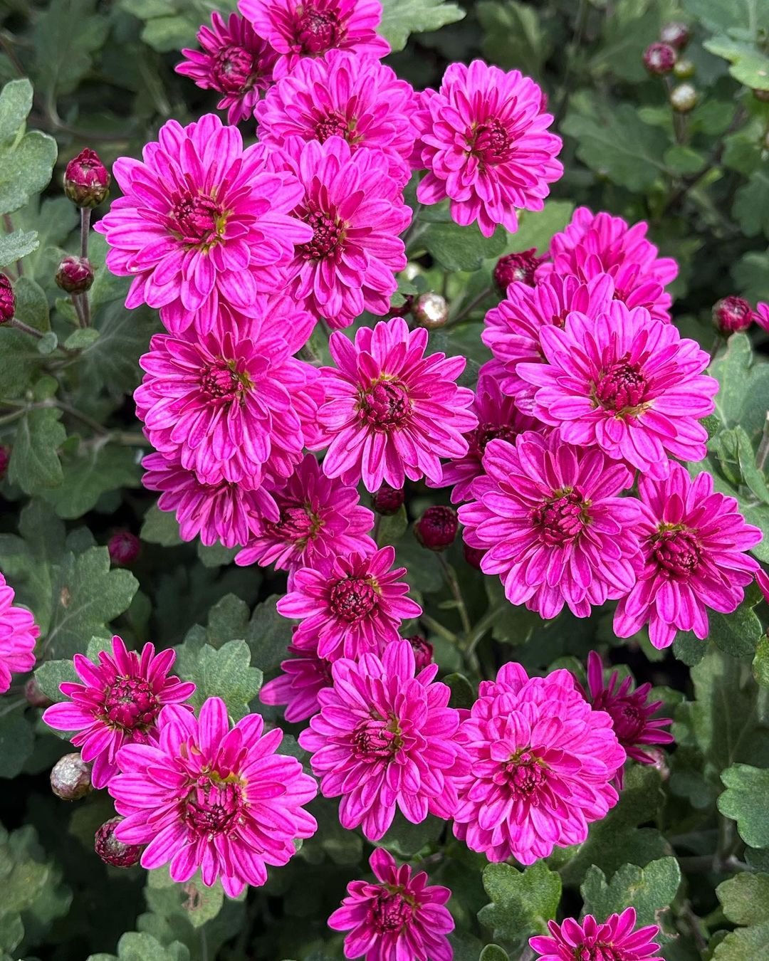 Pink Chrysanthemum flowers in close-up view.