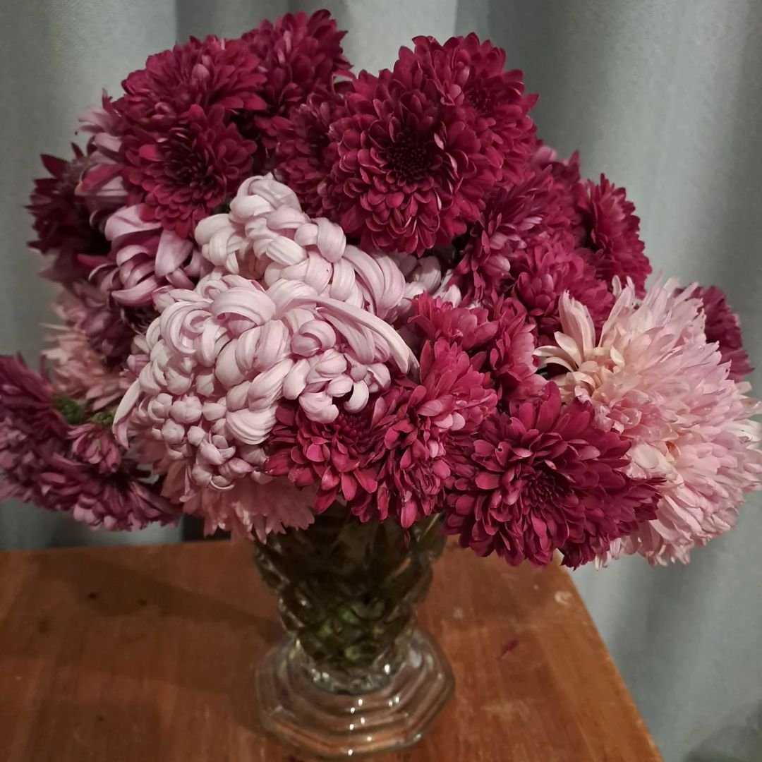 A vase filled with chrysanthemum flowers.