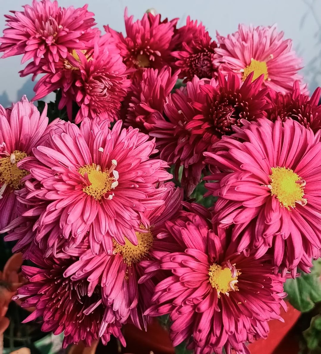  Pink Chrysanthemums in close-up shot.