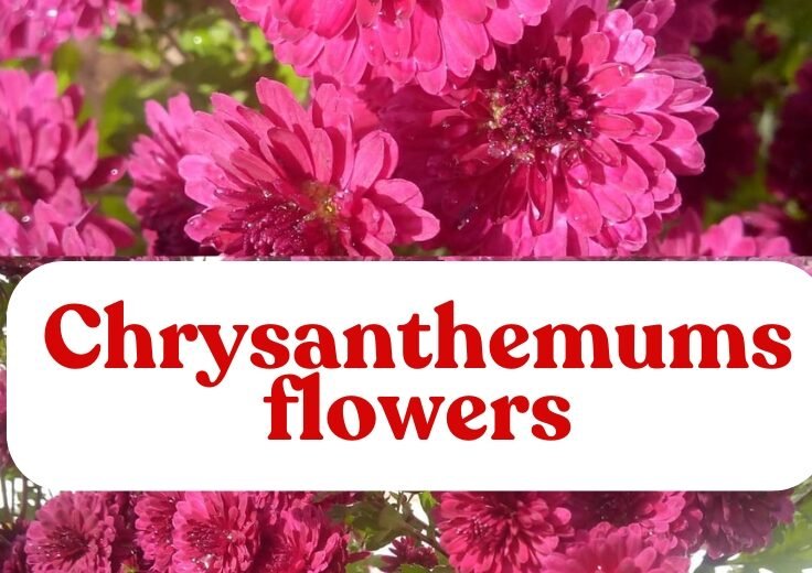 A Complete Guide to Chrysanthemums Flowers: Growing, Meaning, and More