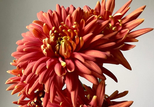 Chrysanthemums: The Colorful Stars of Fall Gardens