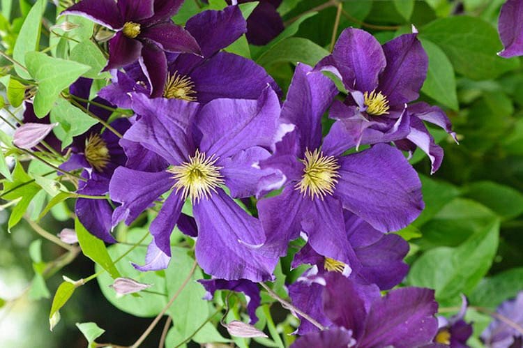 Purple clematis plant with green leaves, showcasing the beauty of Clematis Flowers.