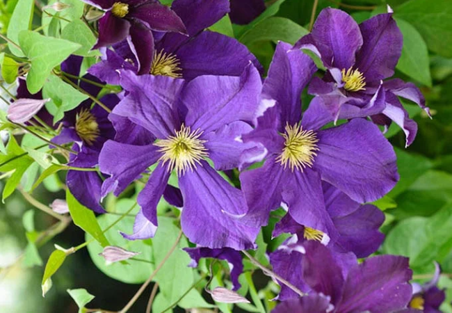 Clematis Flowers: A Complete Guide for USA Gardeners