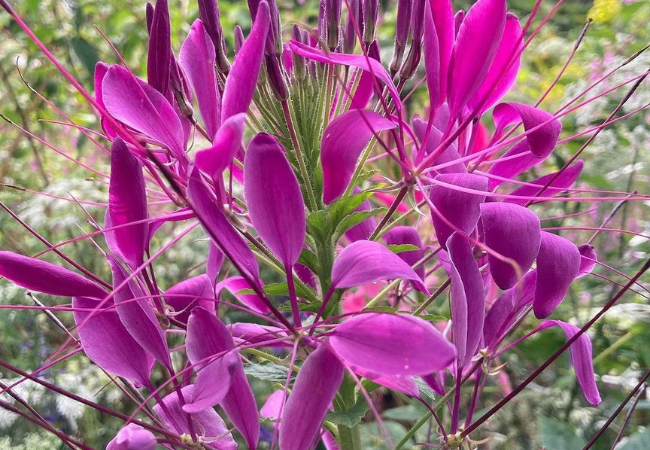 Cleome : The Spider Flower That Brightens Gardens