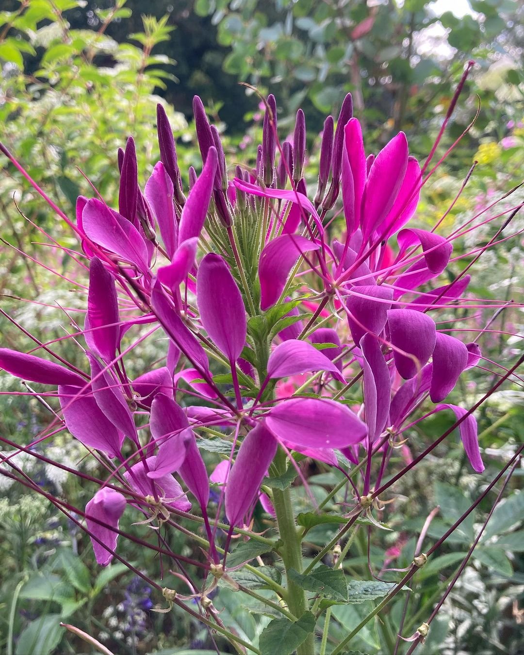 Purple Cleome flower with long stems in a garden.