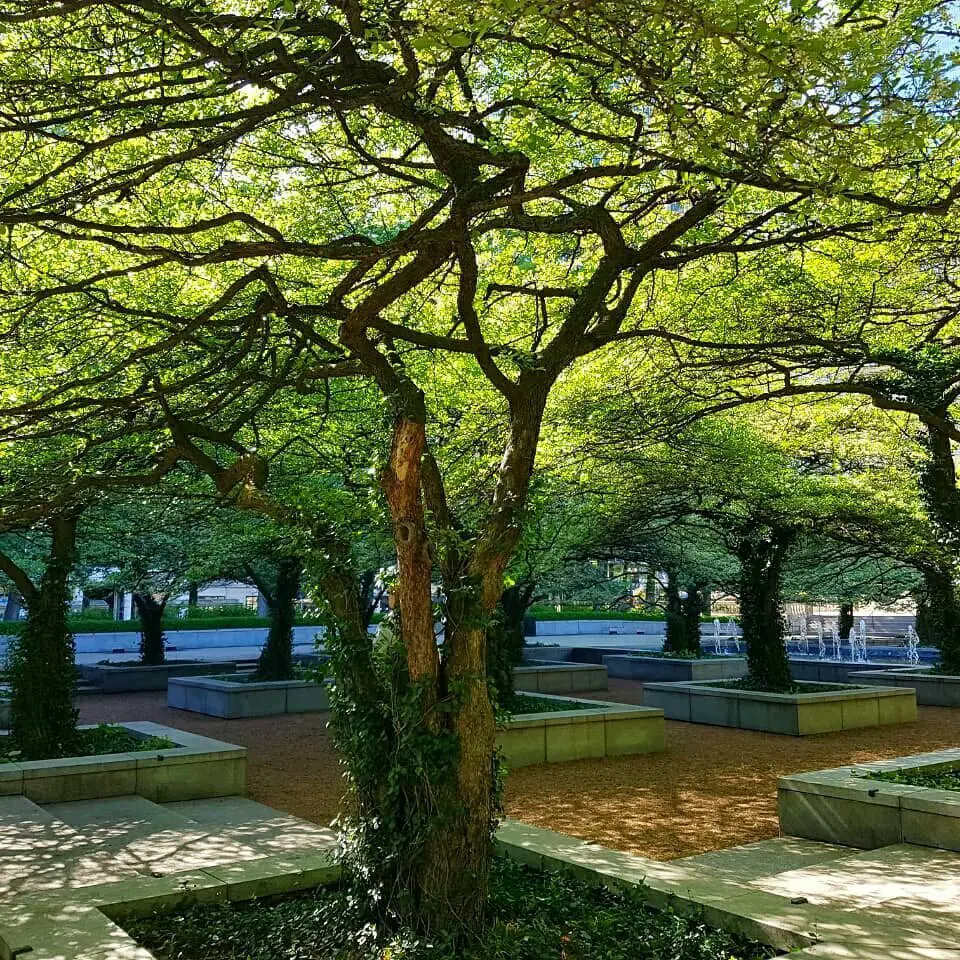  Image of a Cockspur Hawthorn Tree, also known as the Tree of Life, captured 