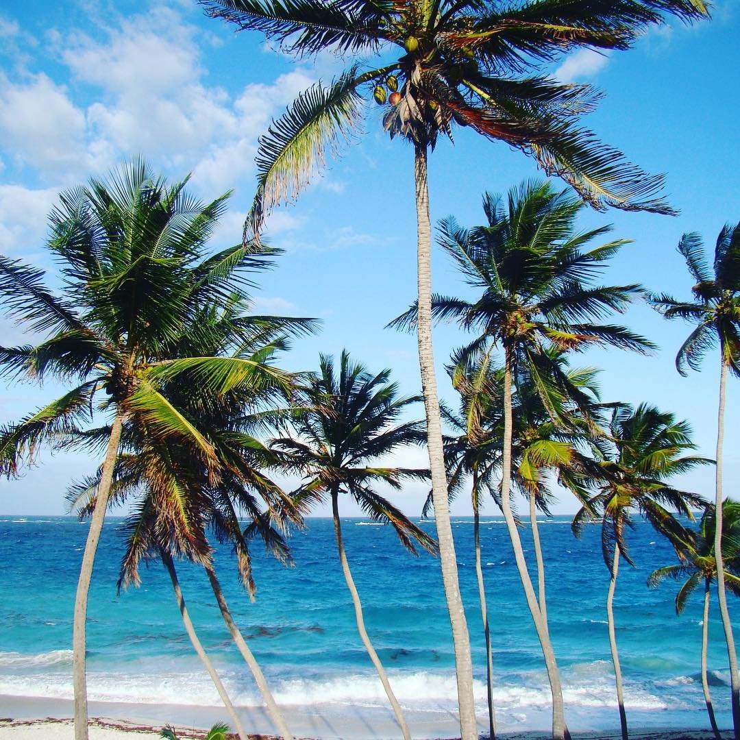  A cluster of tall coconut palm trees against a clear blue sky.