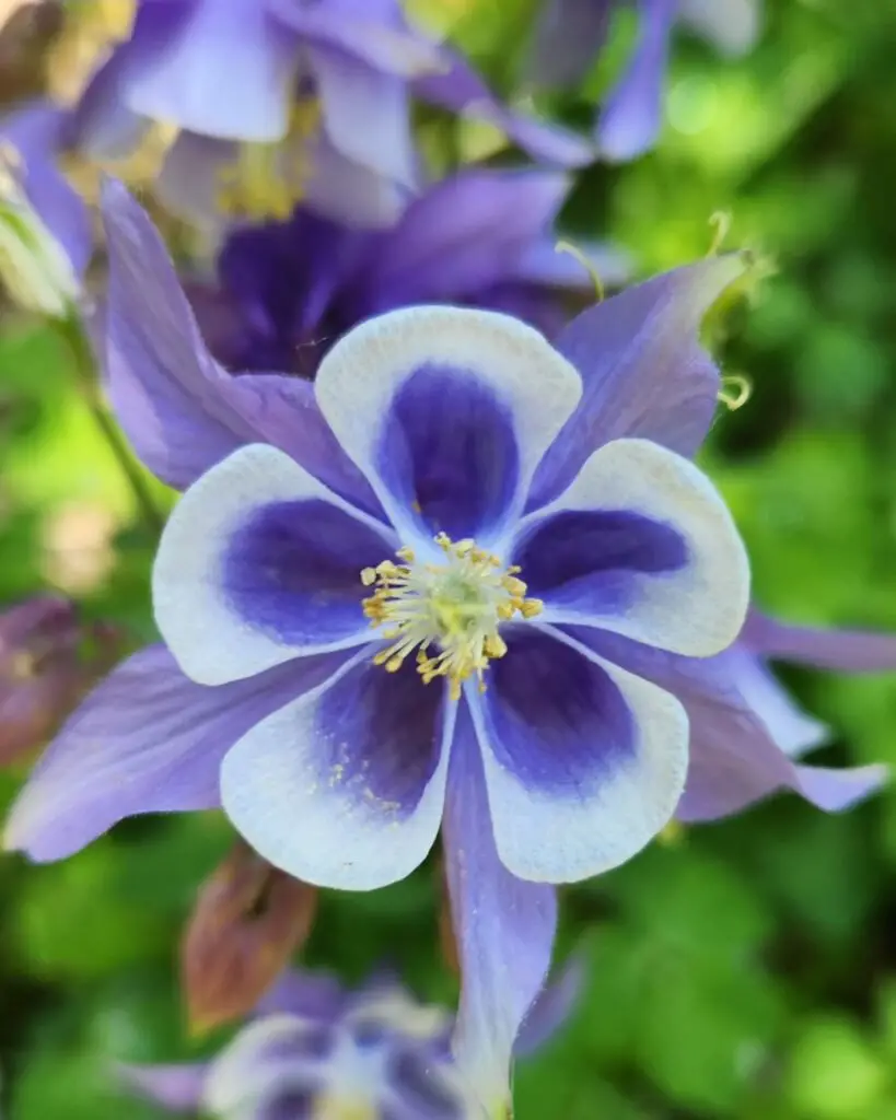 Macro shot of a purple and white Canterbury BellsColumbine flower.
