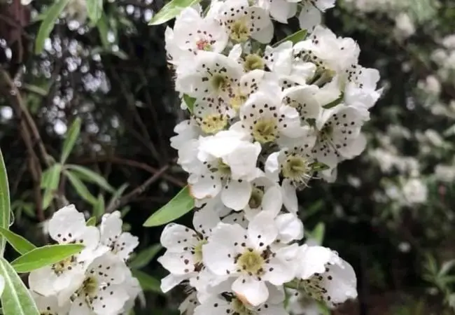 Common Pearlbush: A Spring Cascade of White Blooms