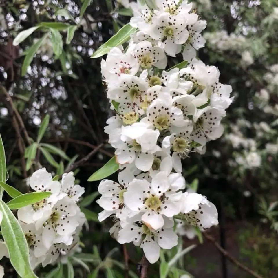 White flowers blooming on a tree branch with leaves, Common Pearlbush.