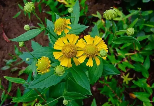 Common Sneezeweed: A Garden's Sunny Delight