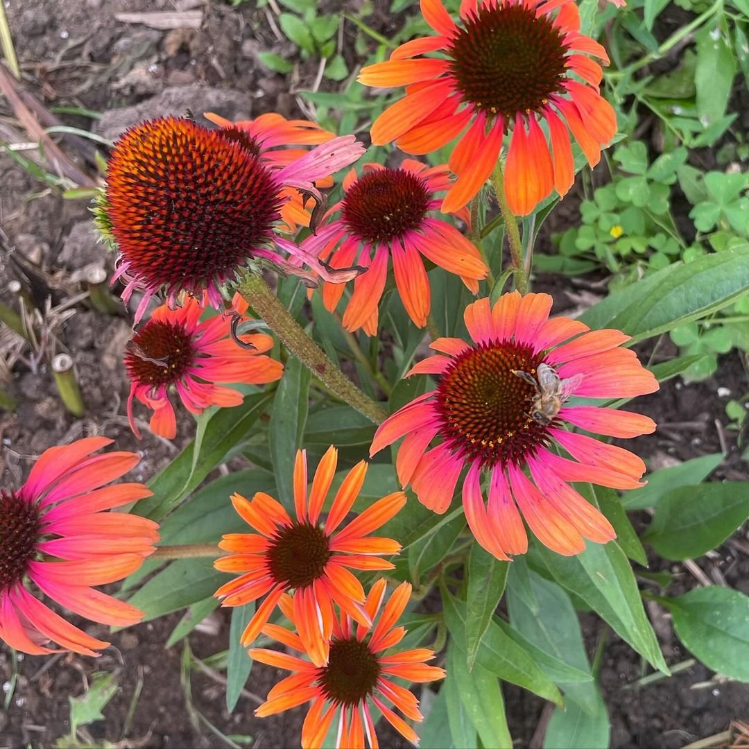 Bright orange coneflowers with a bee pollinating.