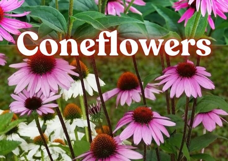 Coneflowers