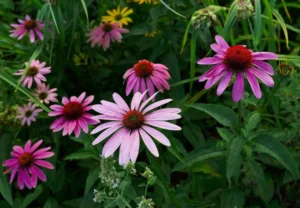 Coneflowers: Colorful and Tough Garden Favorites