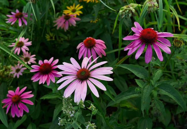 Coneflowers: Colorful and Tough Garden Favorites