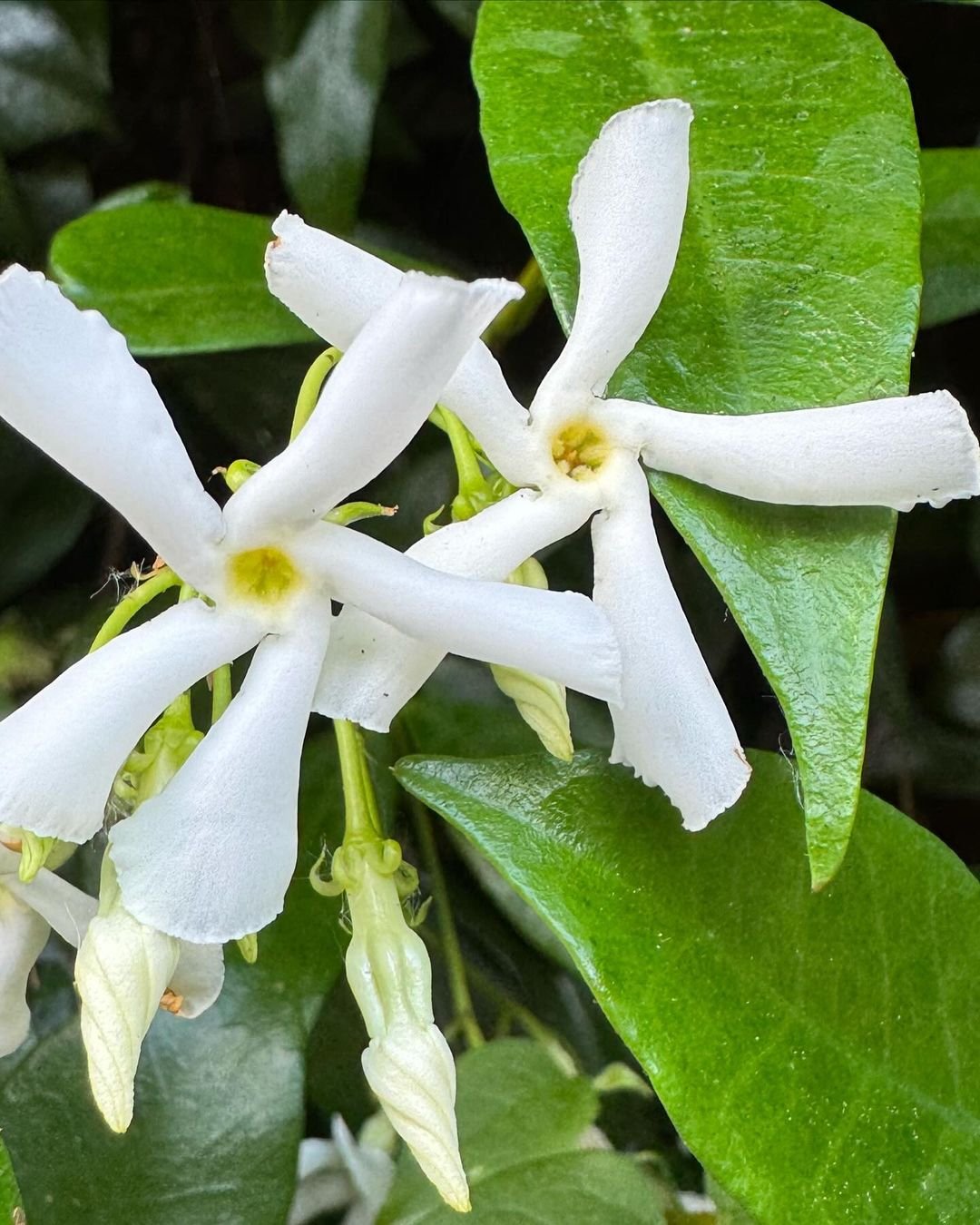 Close-up of a white Confederate Jasmine flower surrounded by green leaves.