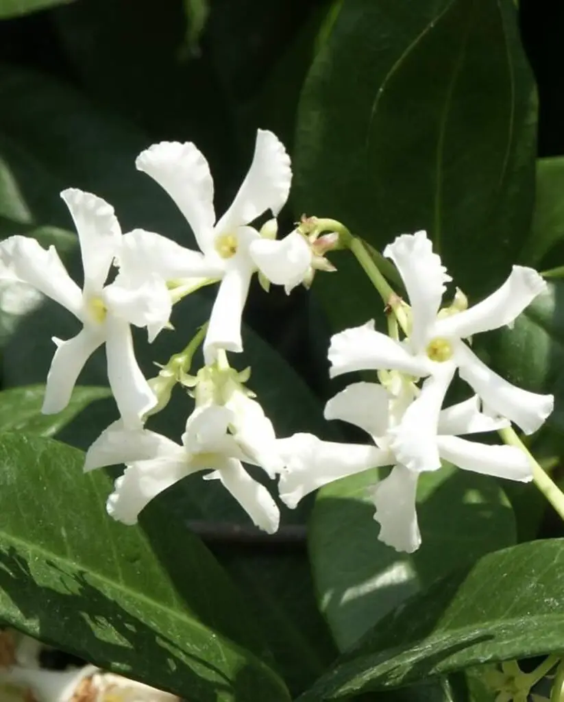 White Confederate Jasmine flower with green leaves and white petals.