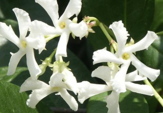 Confederate Jasmine: A Fragrant Beauty for Your Garden