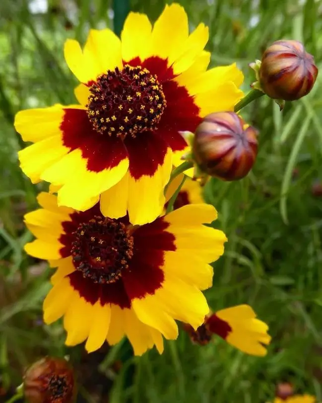 Yellow and red Coreopsis flower with brown centers.