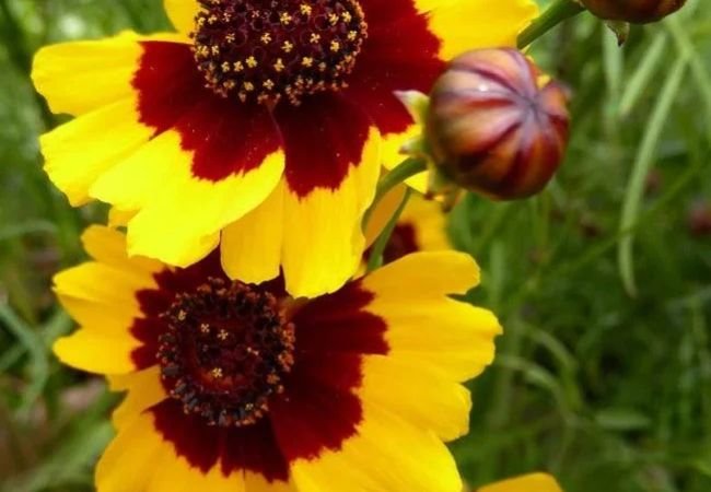 Coreopsis(Tickseed): The Sunny Tickseed Flower